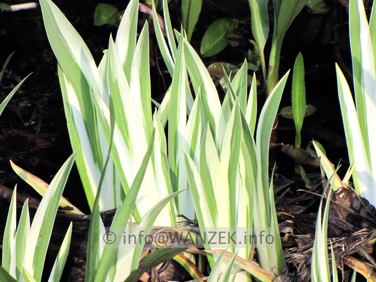 Iris laevigata Variegata 06.JPG
